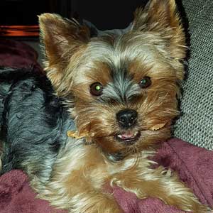 Yorkshire Terrier-Dame ''Ruby''